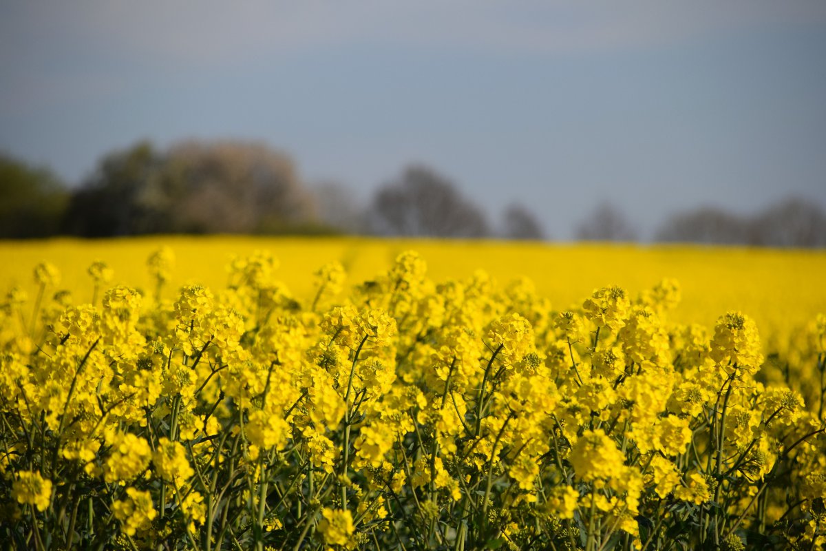 Boundless rapeseed field pictures