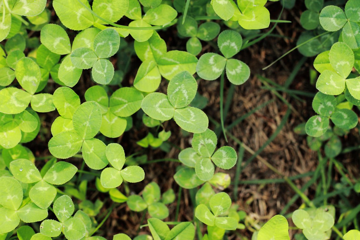 Small green clover pictures