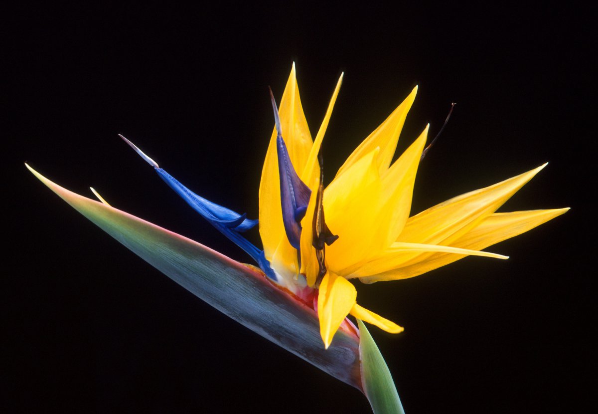 Beautiful bird of paradise flower pictures