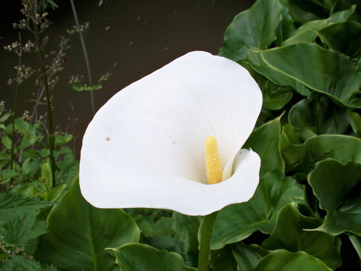 White calla lily pictures
