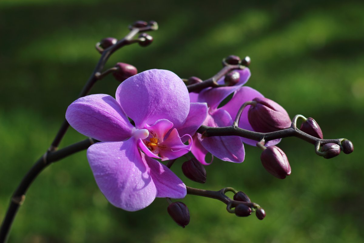Elegant orchid pictures