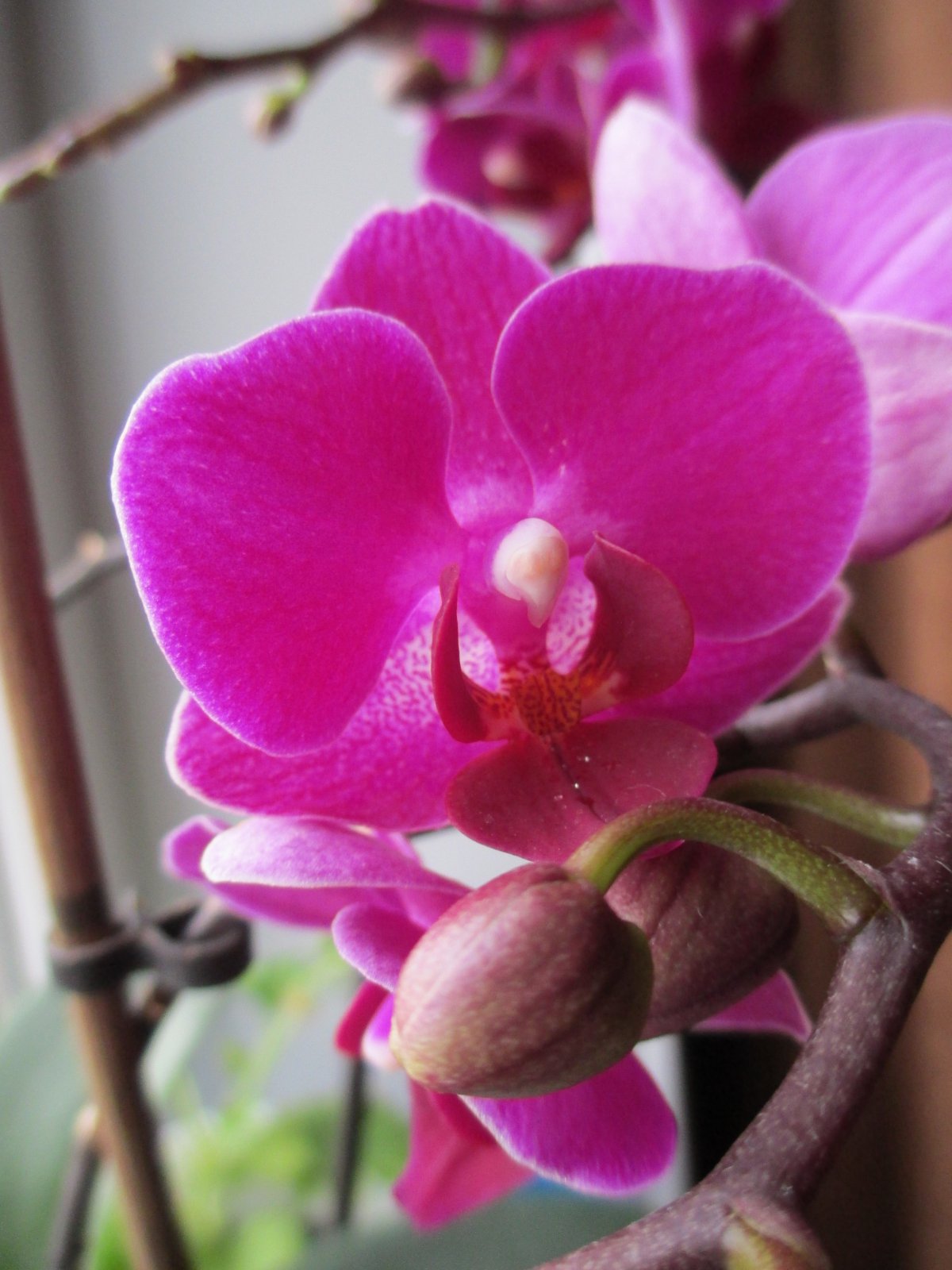 Beautiful Phalaenopsis Pictures