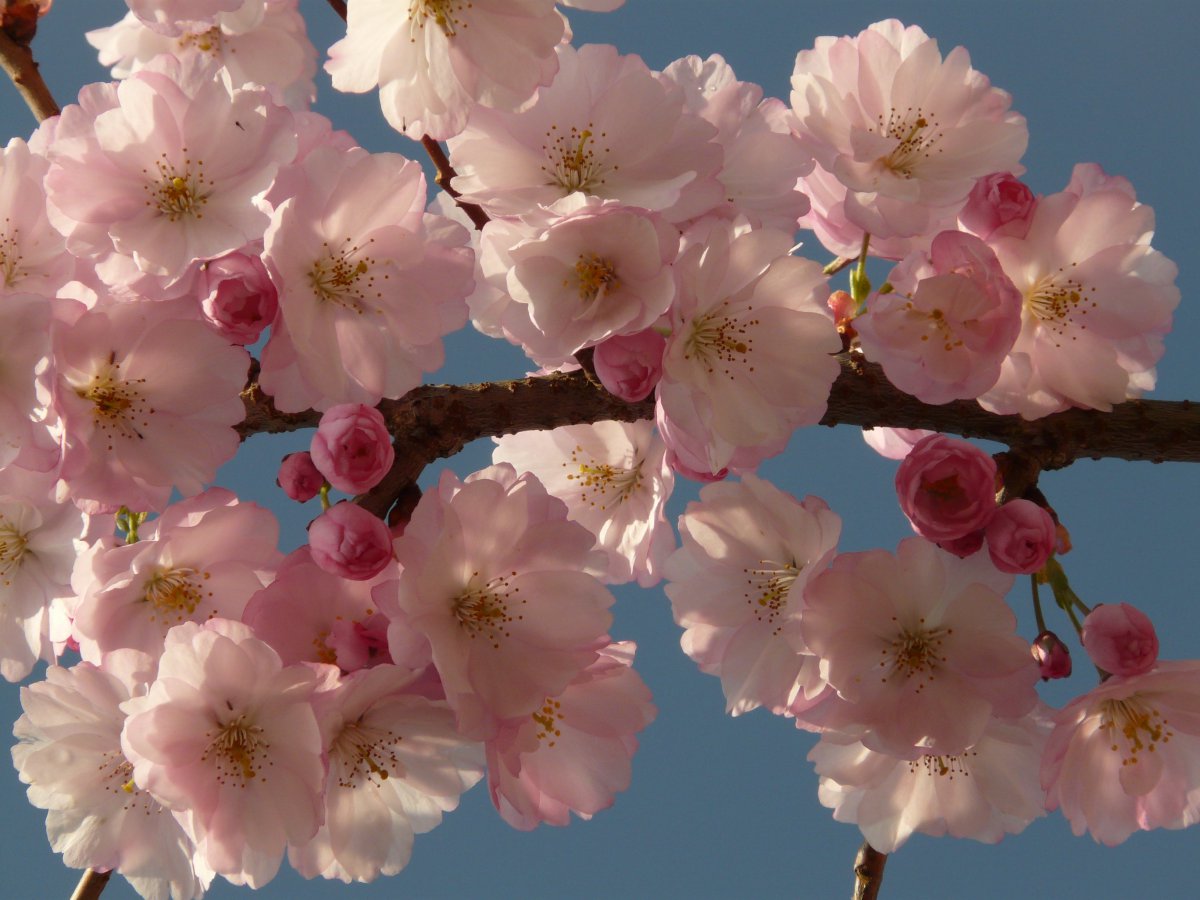 Elegant plum blossom pictures
