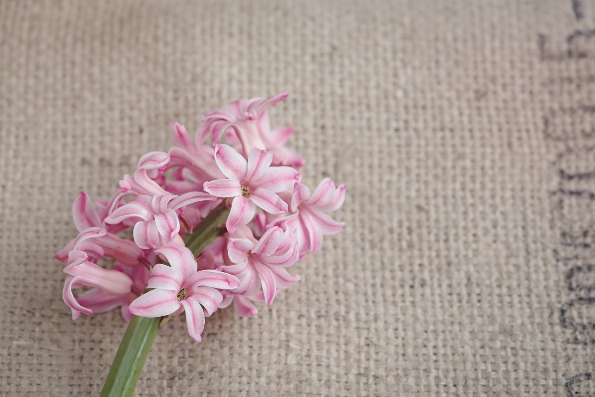 Beautiful pink hyacinth photography pictures
