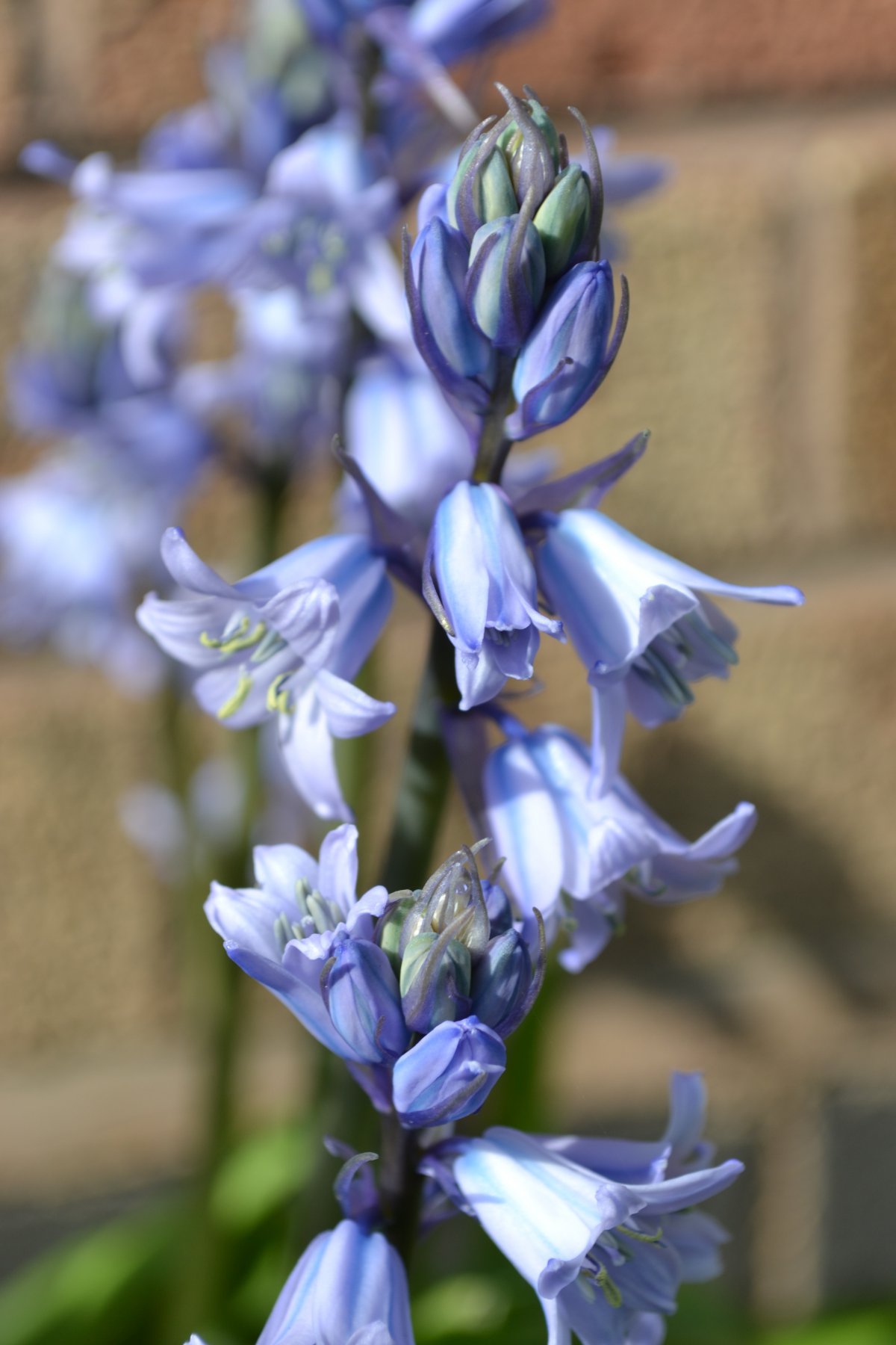 beautiful hyacinth pictures