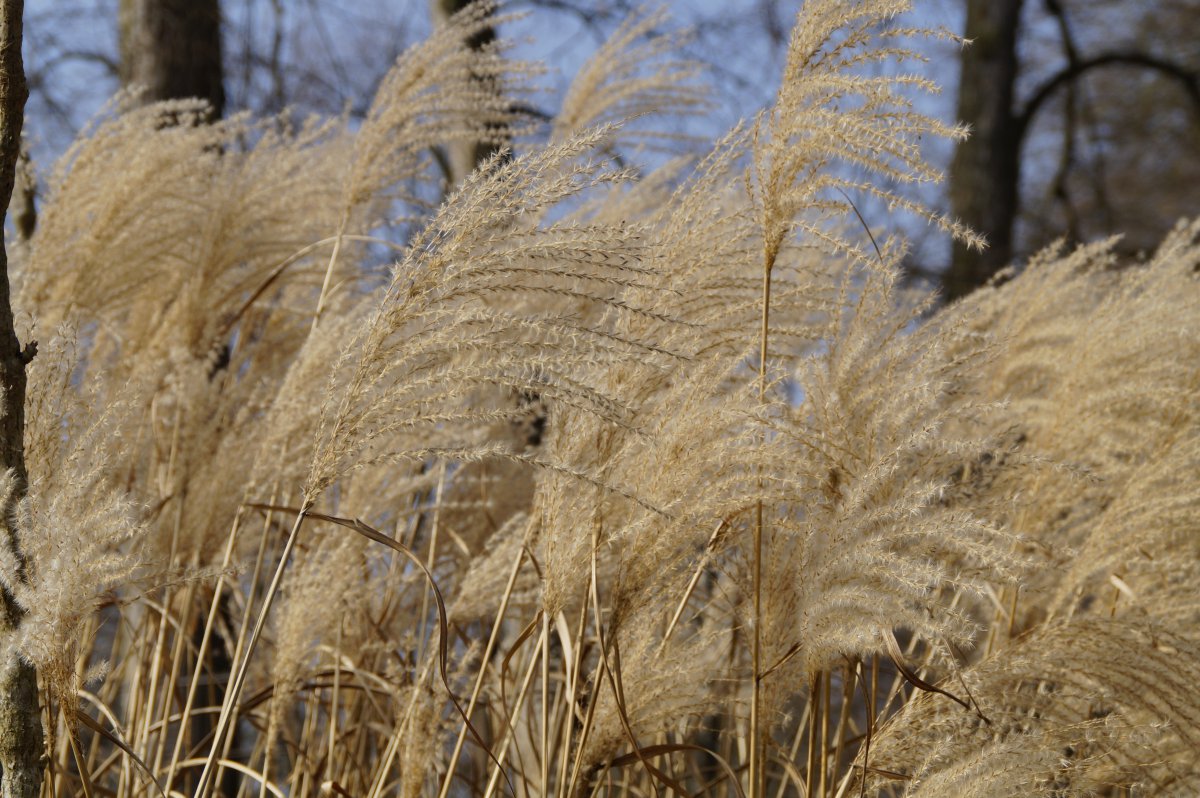 Pictures of bleak reeds in autumn