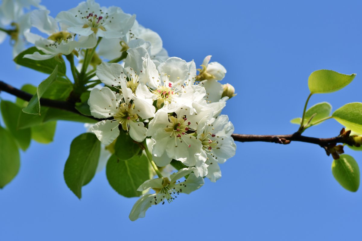 Blooming apple blossom pictures