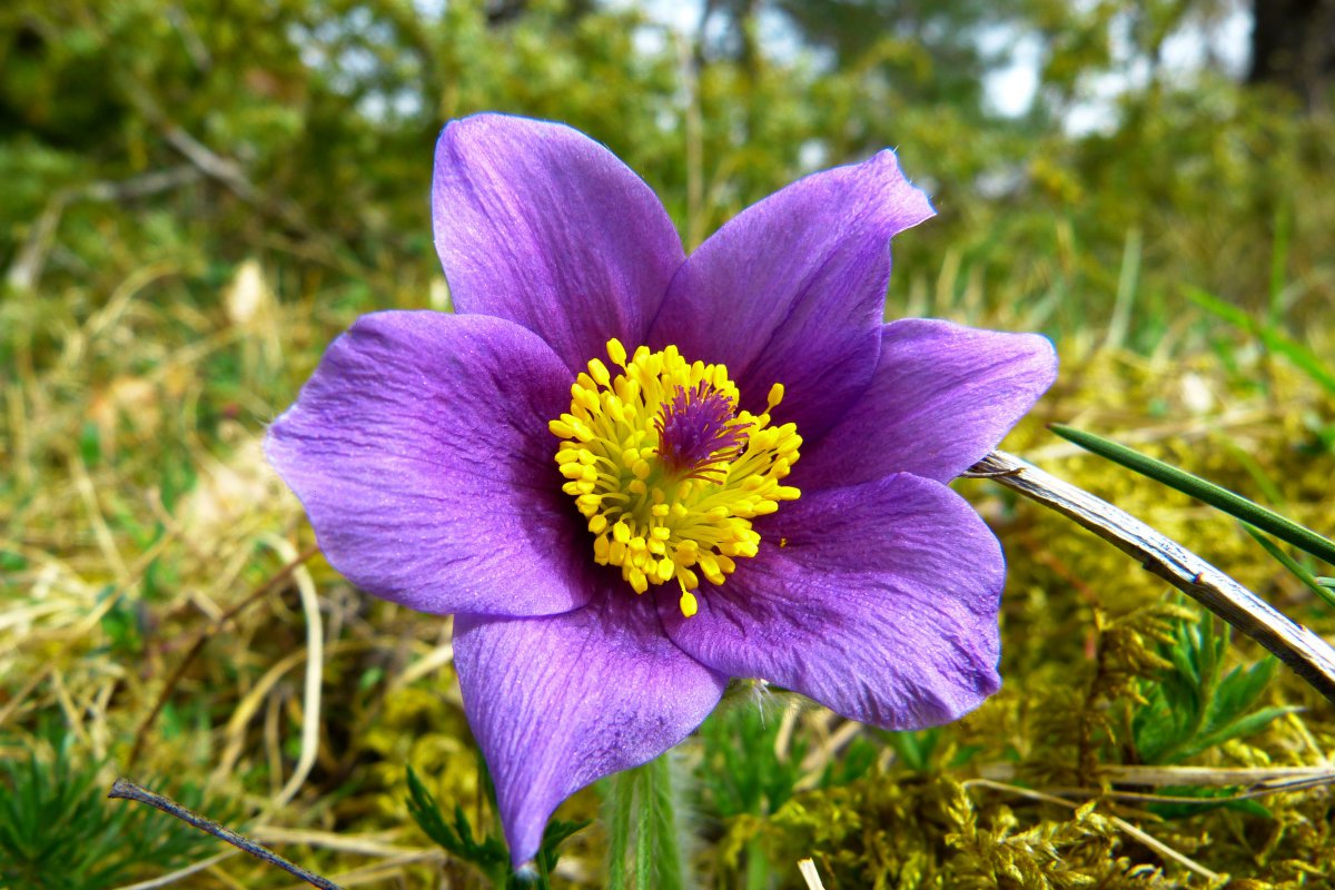 HD picture of Pulsatilla flower