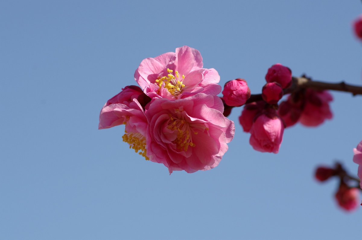 Pink plum blossom HD pictures