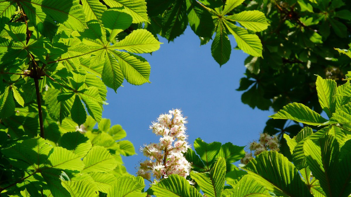 Horse chestnut flower HD picture