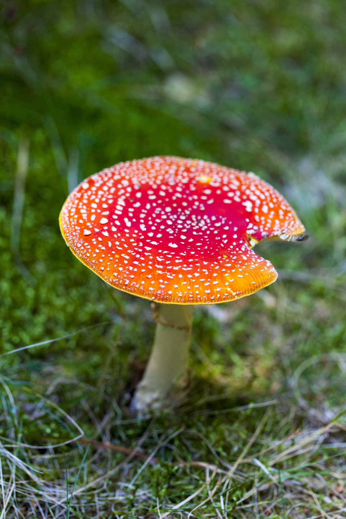 Picture of a red poisonous mushroom growing on the ground