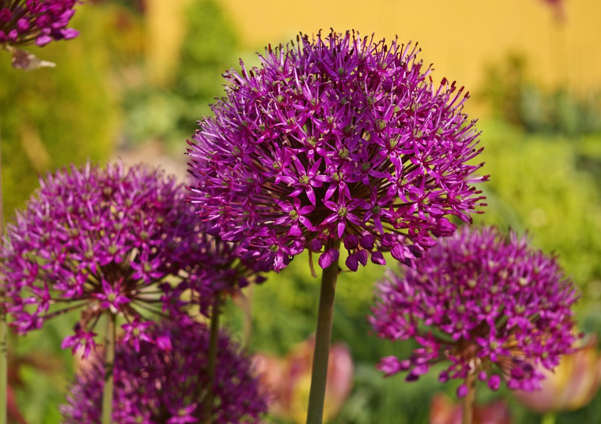 Beautiful purple green onion pictures