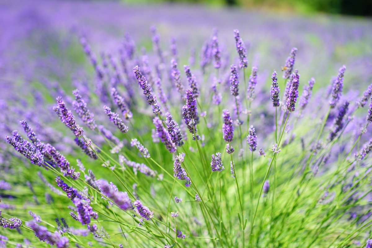 Purple lavender field pictures