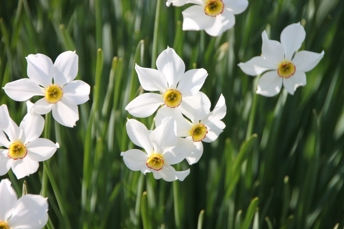 White daffodils HD pictures