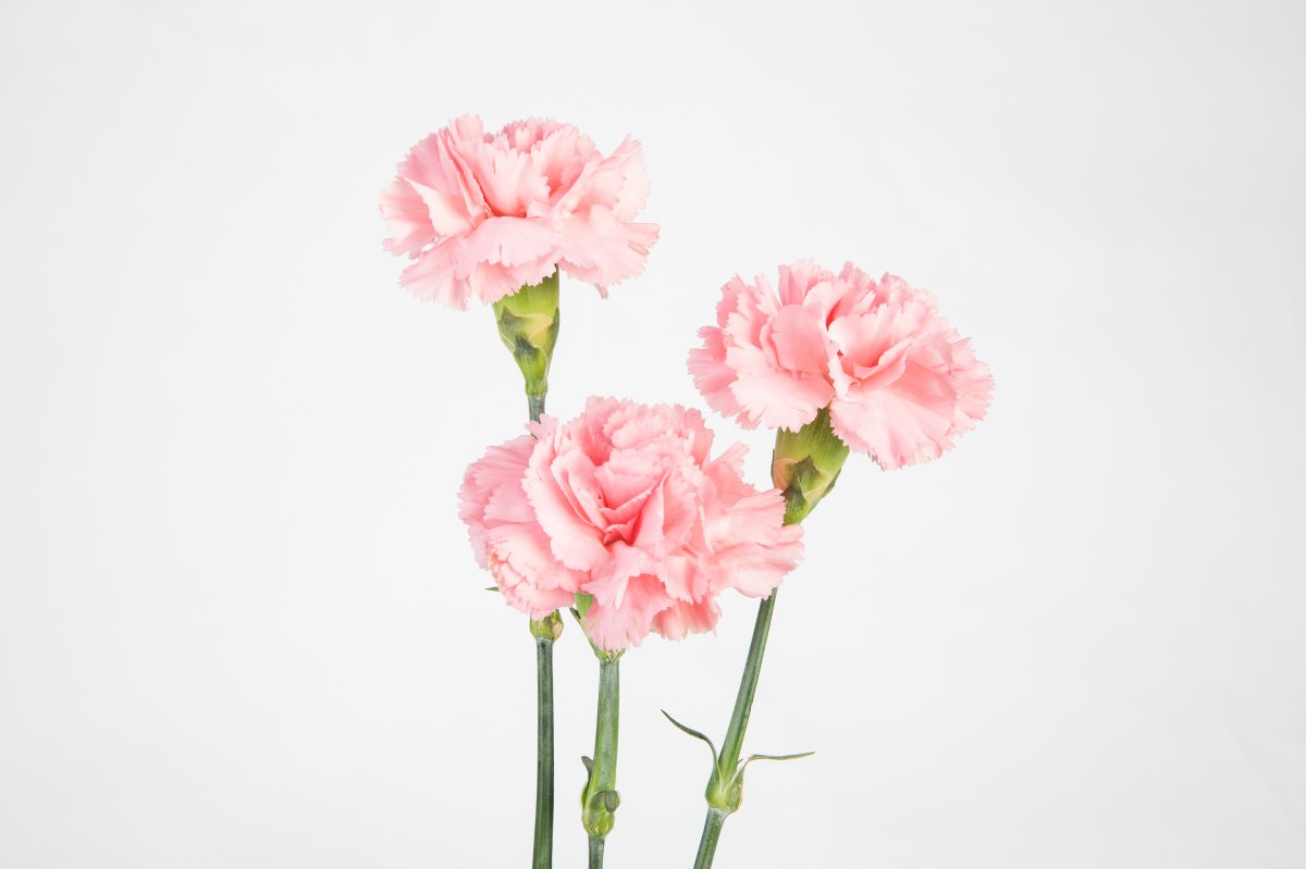 Mother's Day Flowers Carnation Pictures