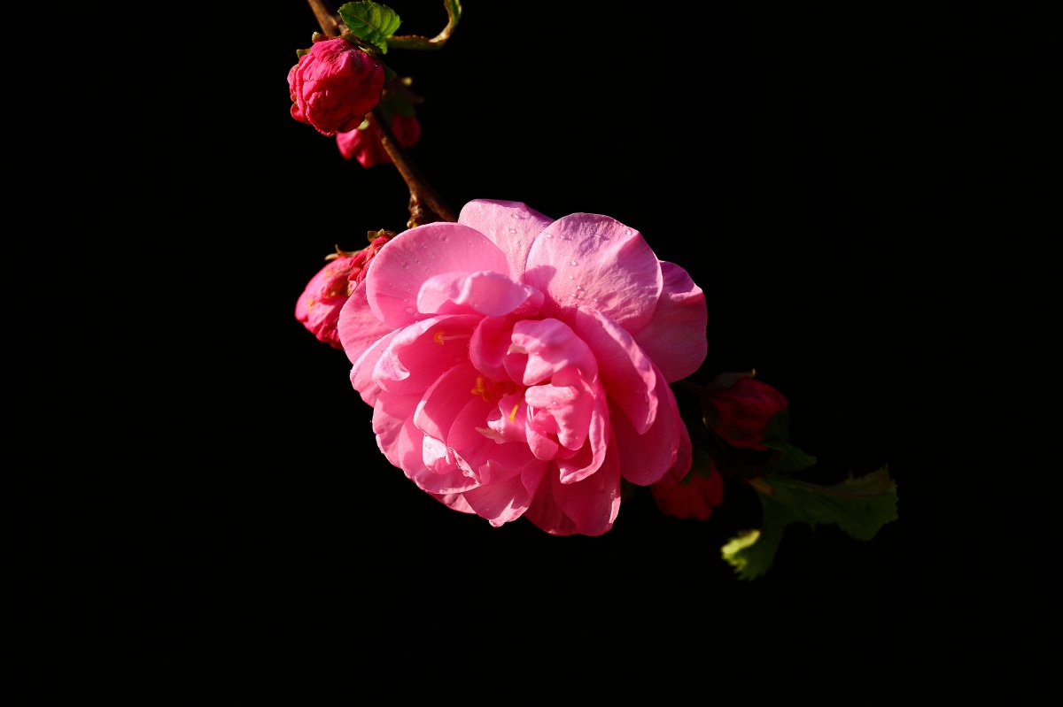 HD pictures of plum blossoms