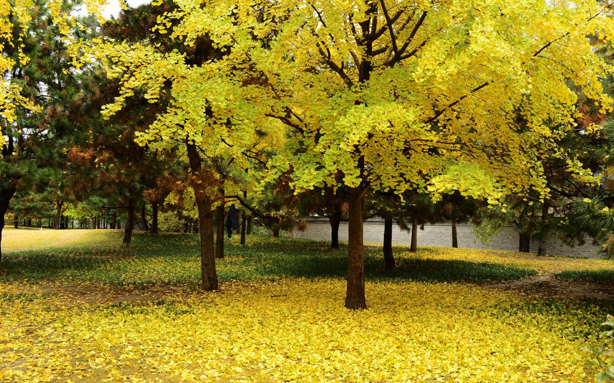 Ginkgo tree HD pictures