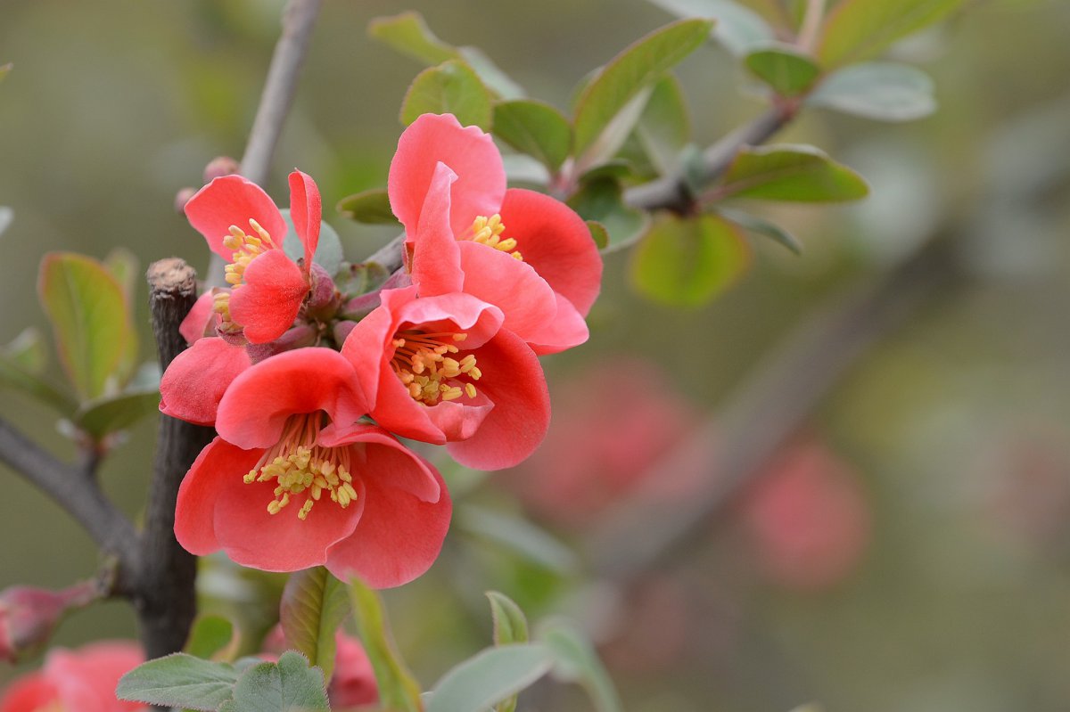 Red Begonia Flower HD Picture