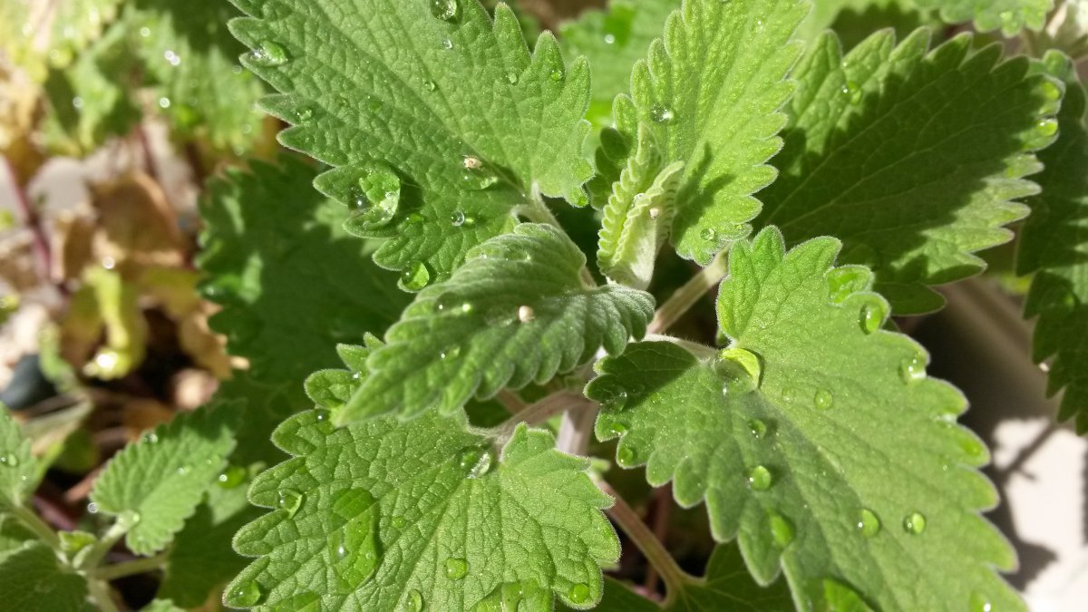 Green mint leaves pictures