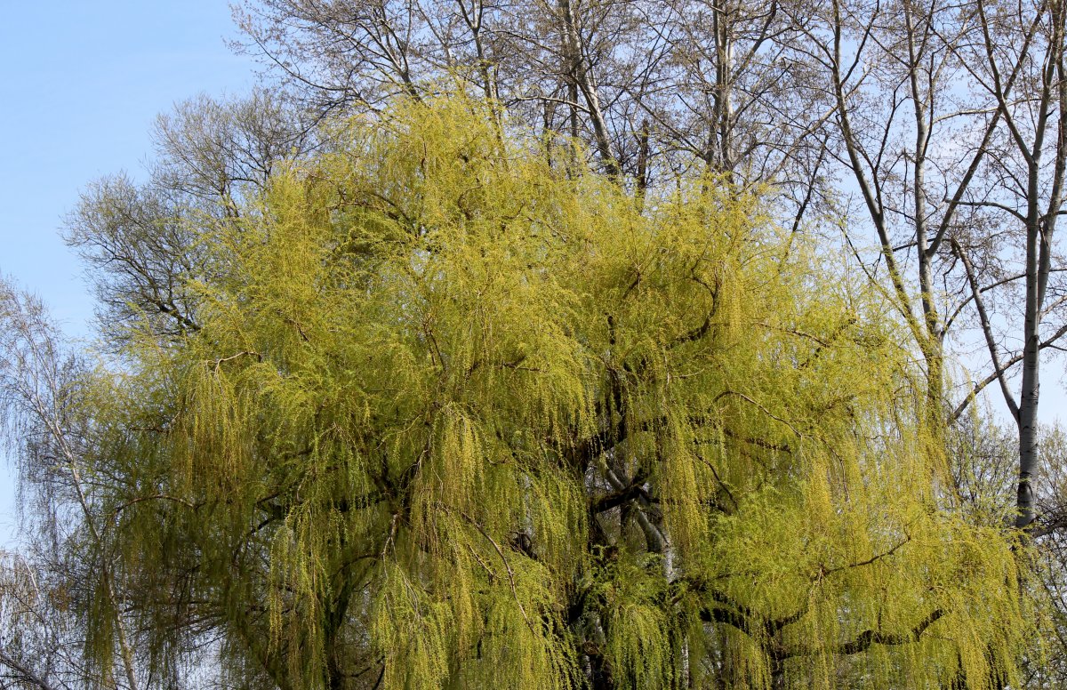 beautiful willow tree pictures