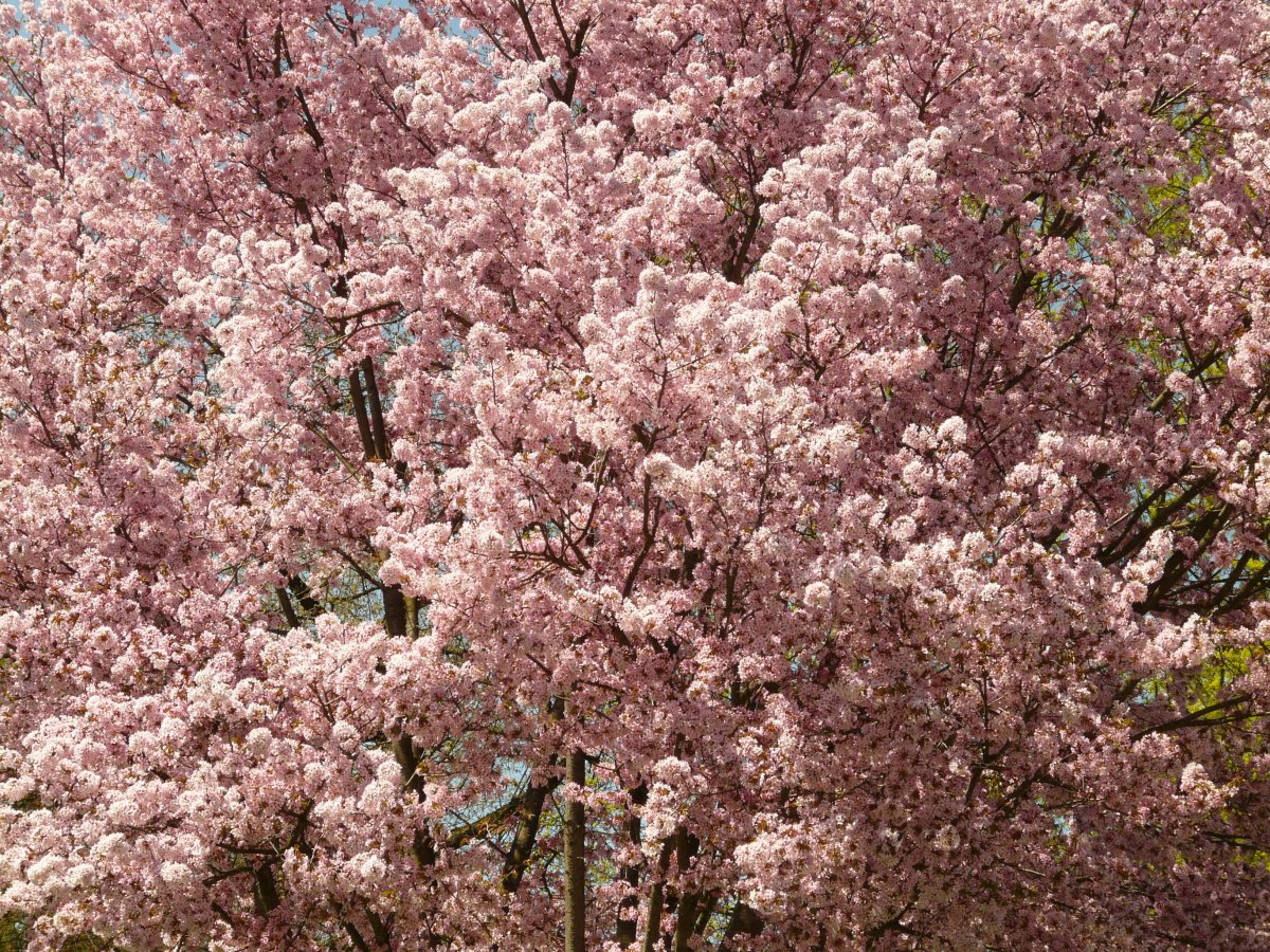 Blooming cherry blossom pictures