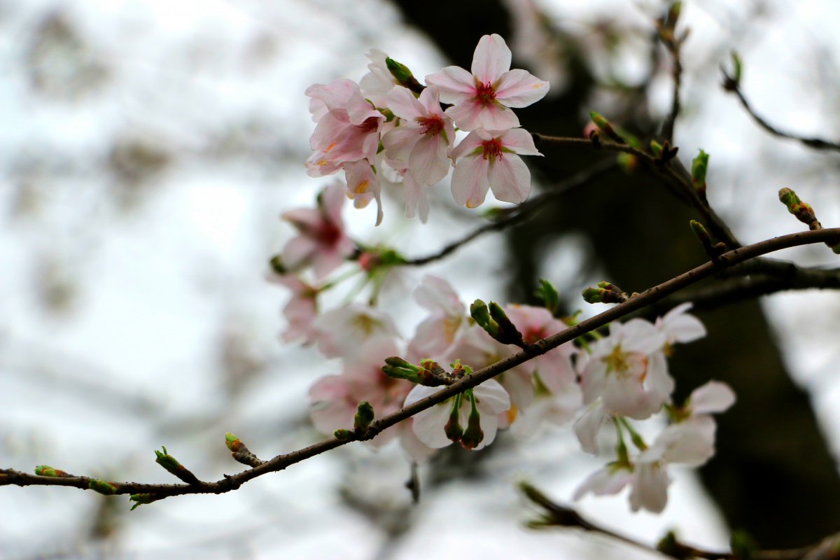 Beautiful peach blossom pictures