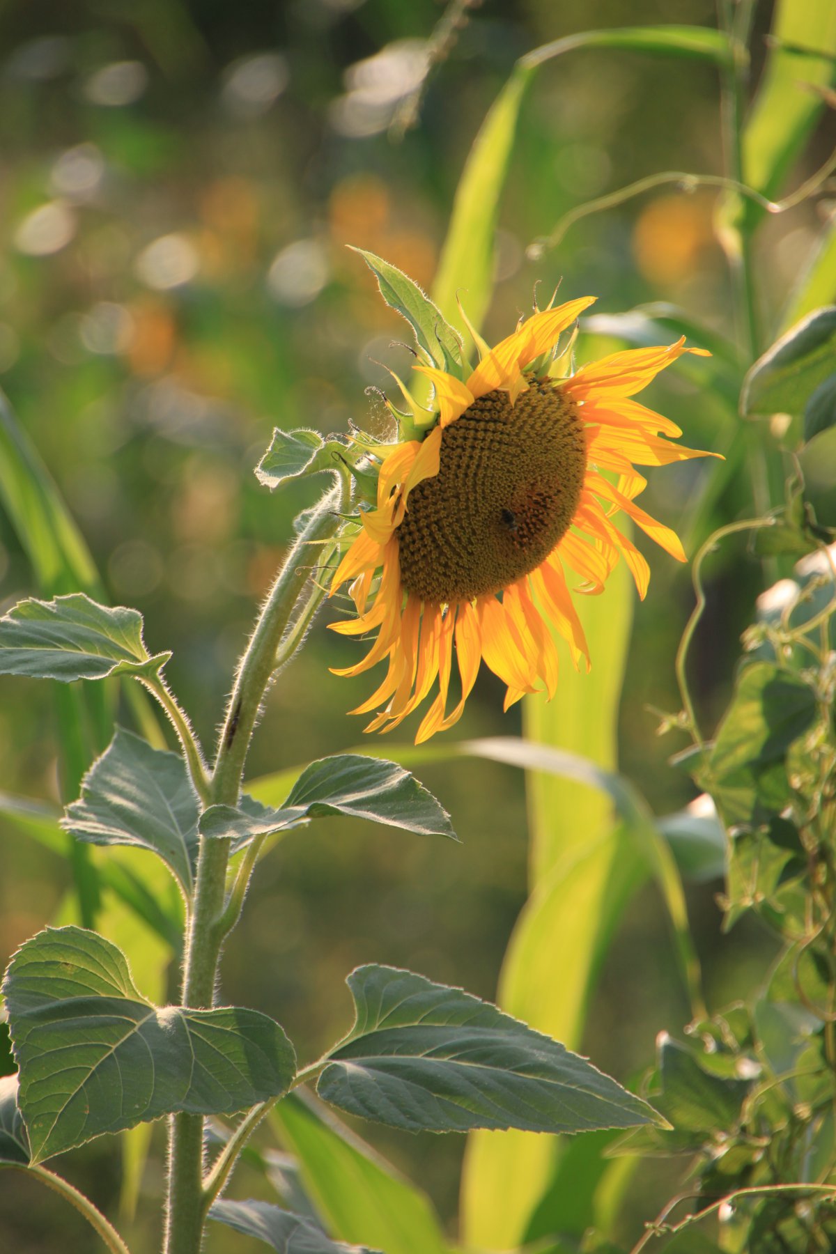 Yellow sunflower HD pictures