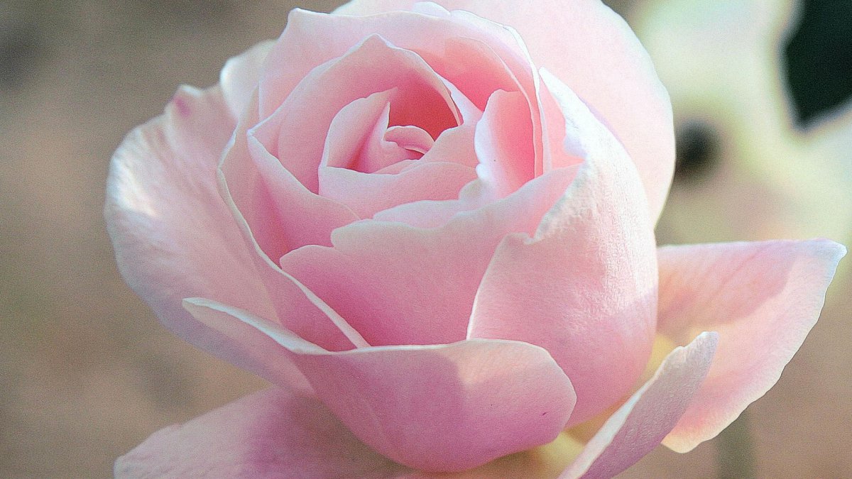 Pink roses HD pictures