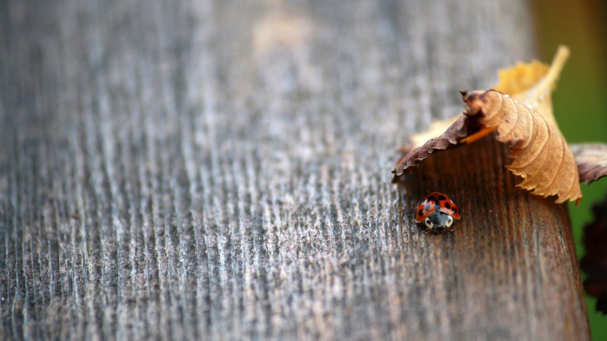 HD pictures of falling leaves