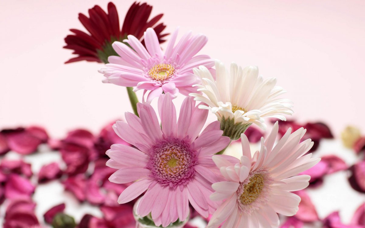 Beautiful pictures of chrysanthemums