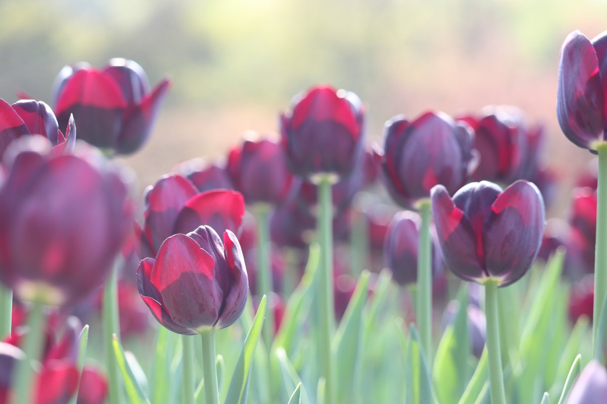 HD pictures of blooming tulips