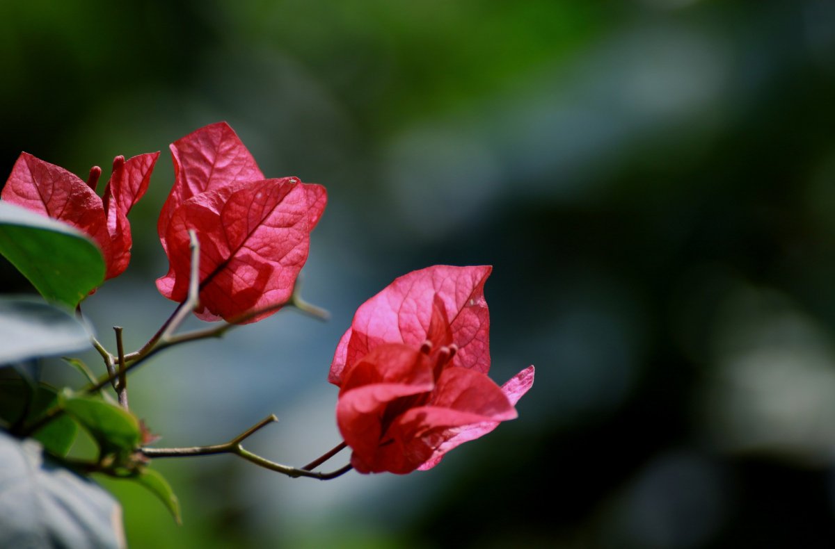 Red bougainvillea HD pictures