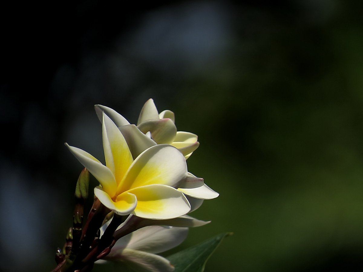 Yellow plumeria flower HD picture