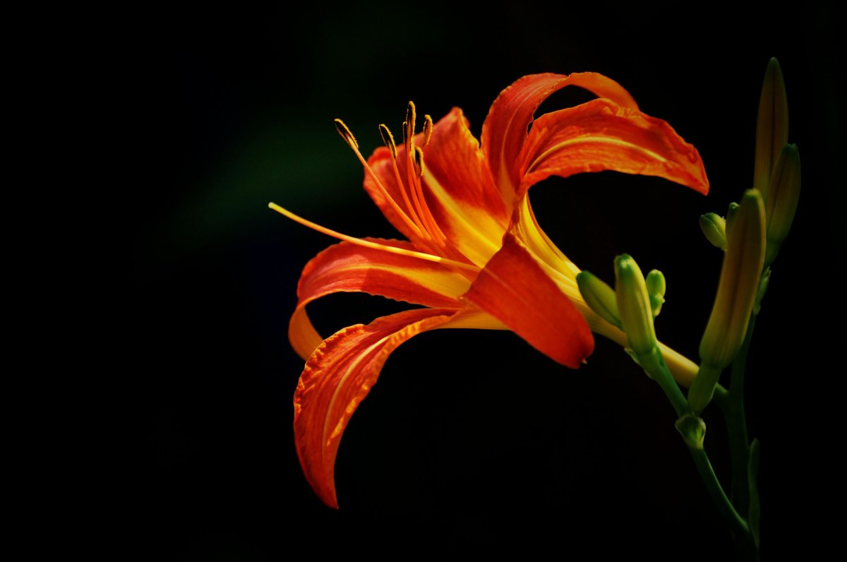 Orange daylily flower HD picture