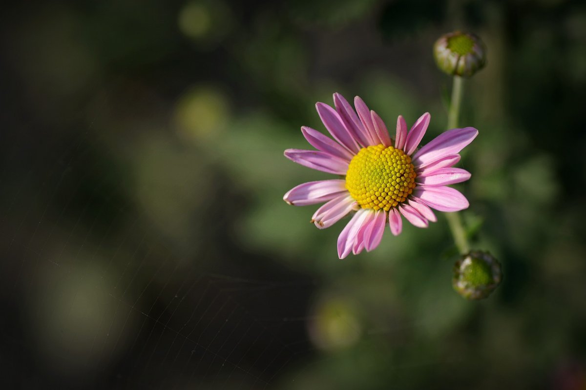 Pink daisy HD pictures