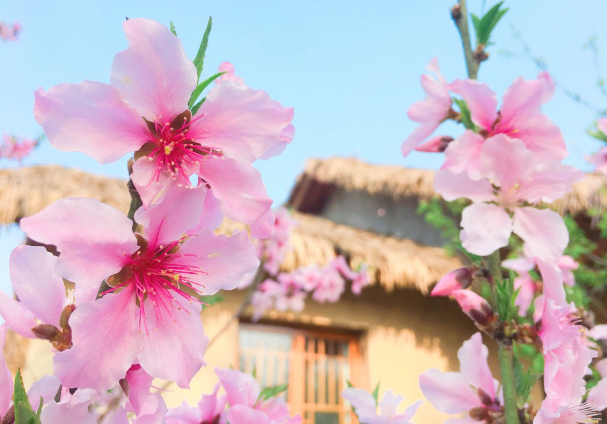 Beautiful spring peach blossom pictures