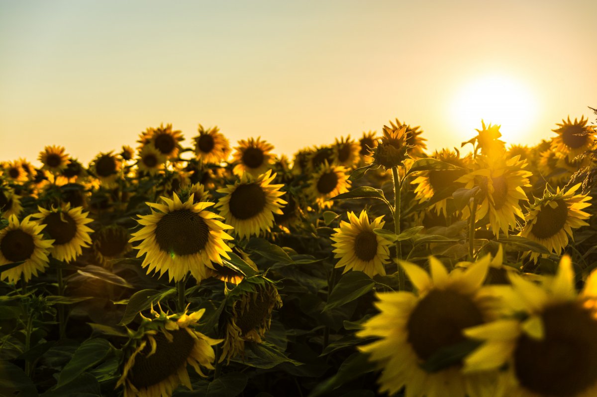 Sunflower field HD pictures