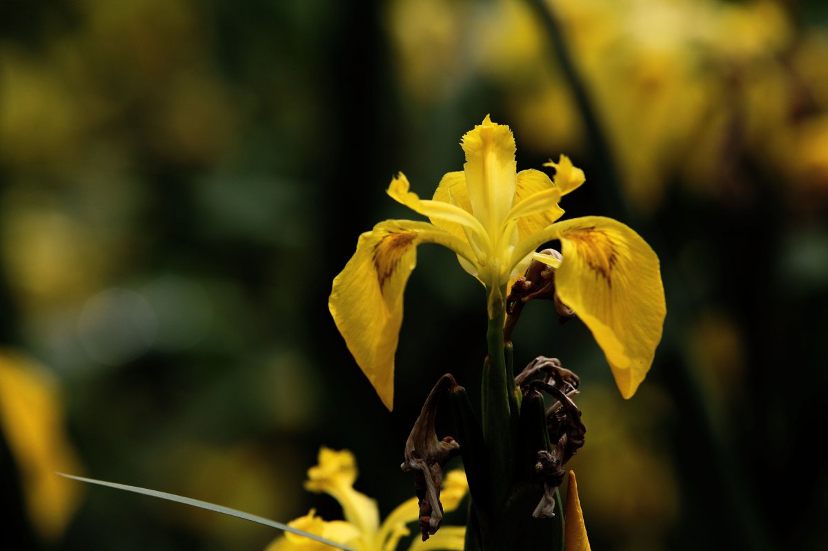 Yellow iris flower HD picture