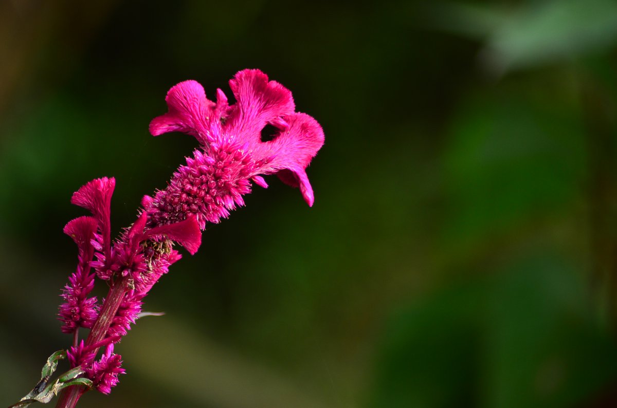 Cockscomb HD pictures