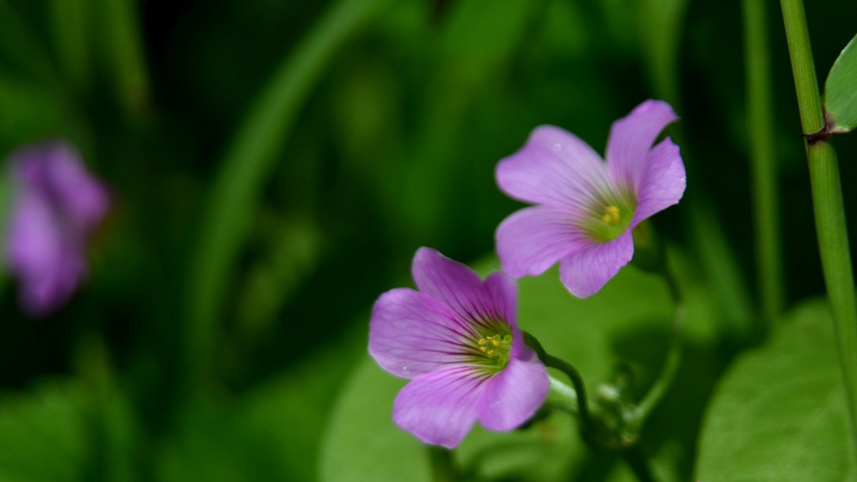 Red flower sorrel HD pictures