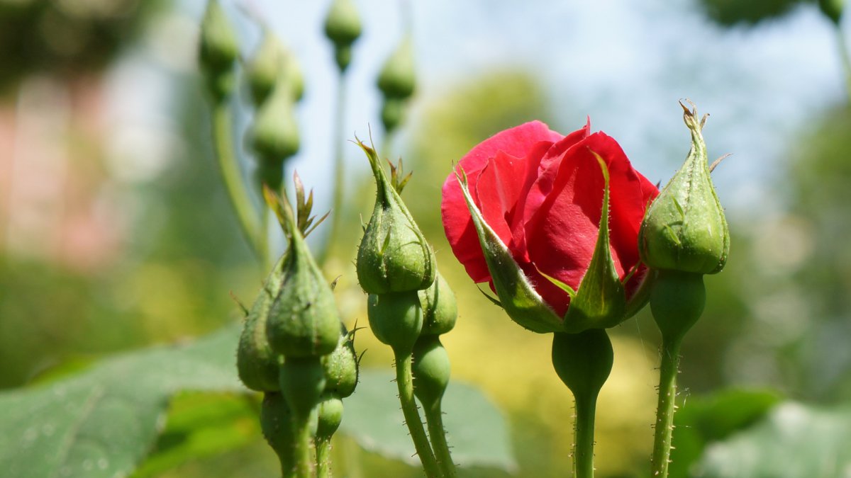 Red rose flower HD pictures