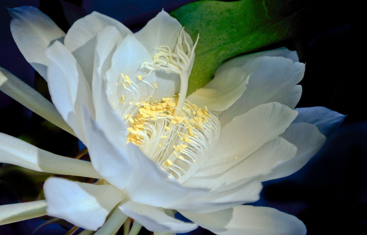 HD pictures of Lingjian lotus