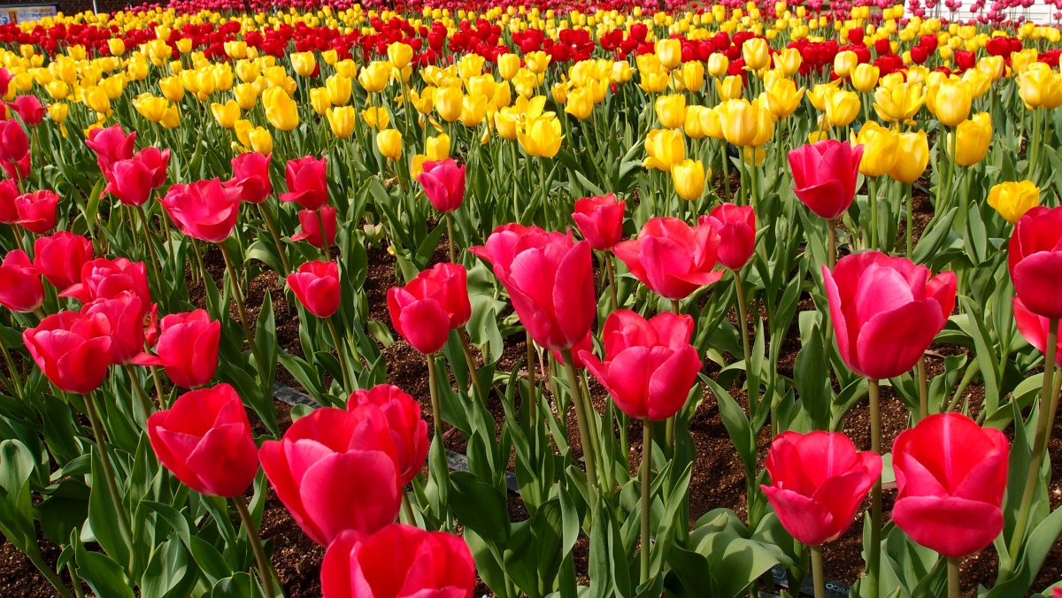 tulip flower field pictures