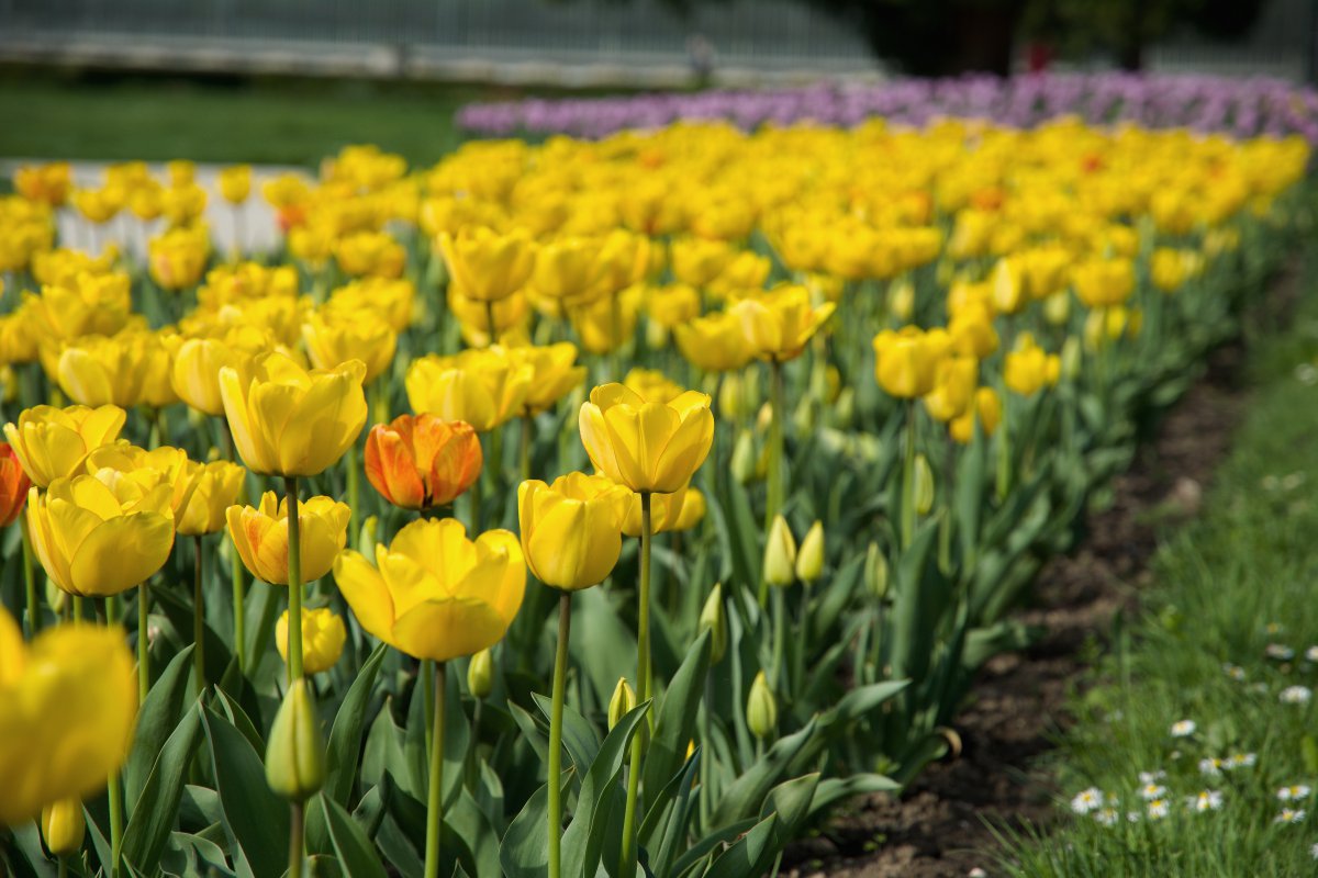 yellow tulips pictures