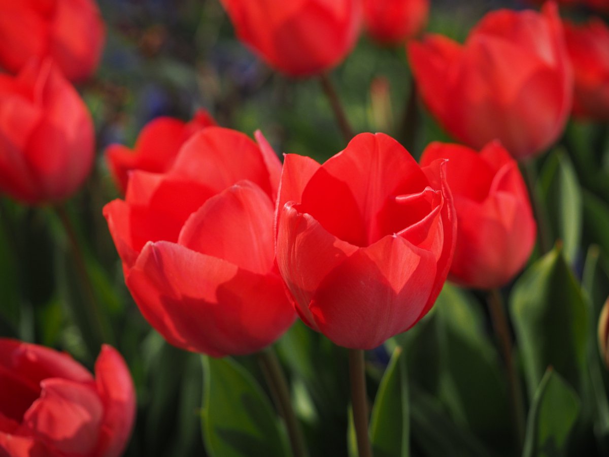 Big red tulips HD pictures