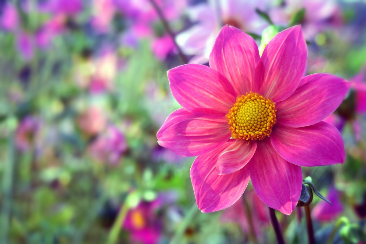 Blooming purple dahlia pictures
