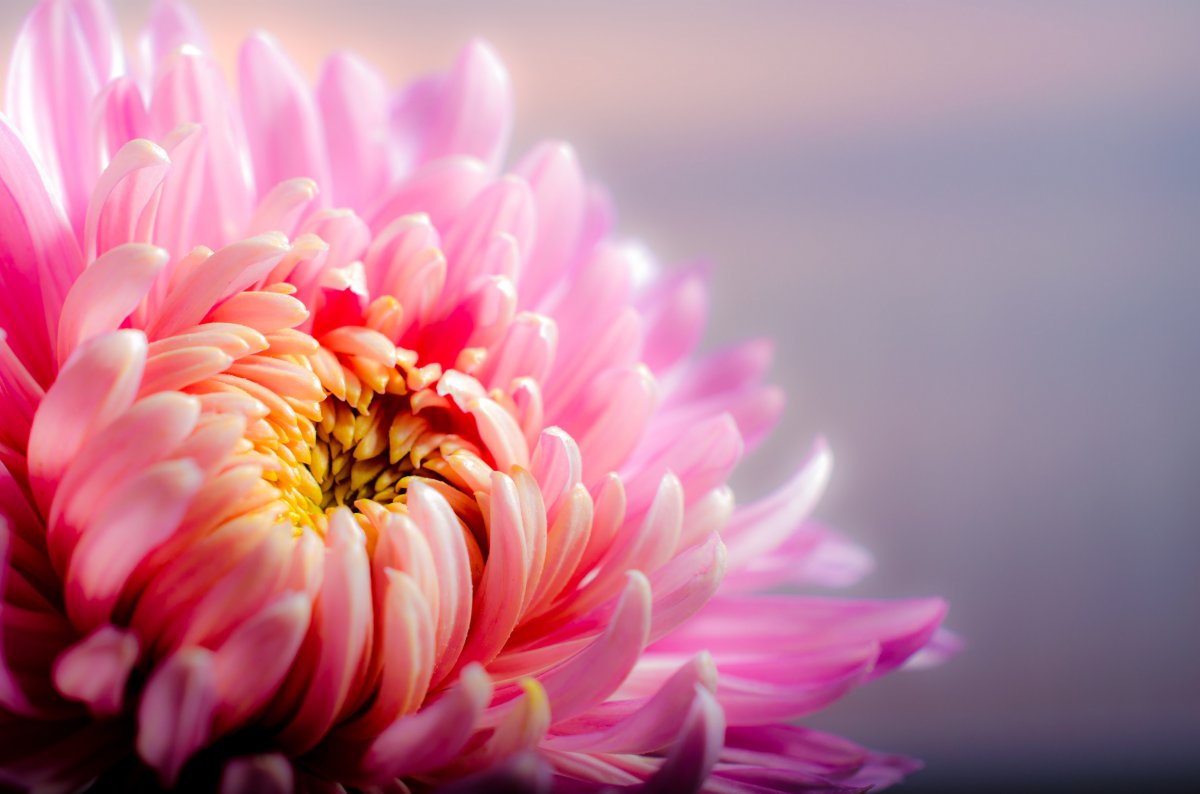 Colorful chrysanthemum pictures