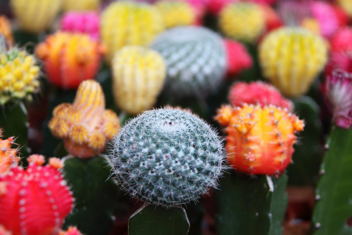 Colorful cactus pictures