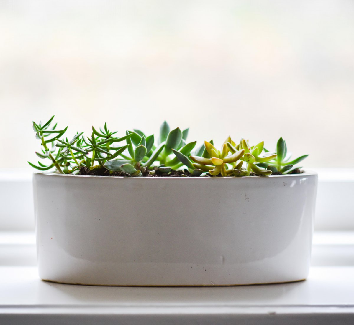 Pictures of plump and juicy succulent potted plants