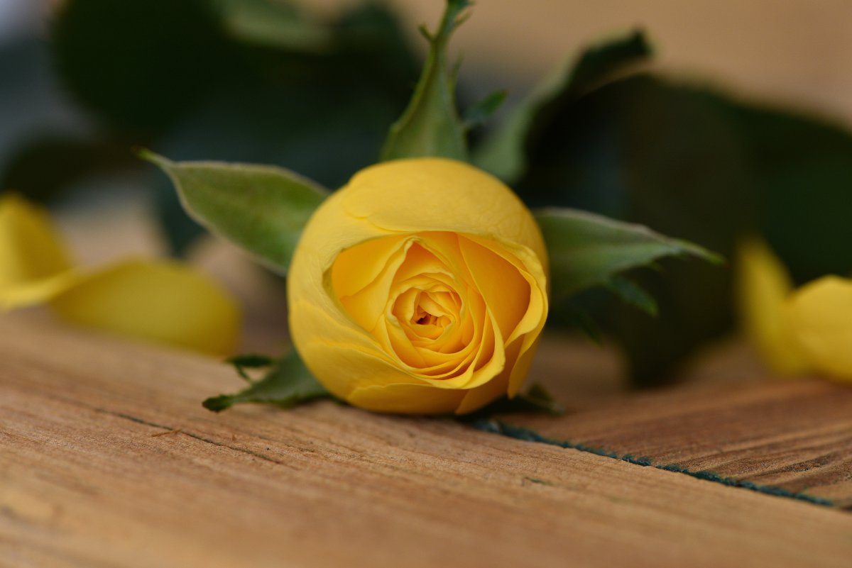 Passionate bright yellow rose pictures